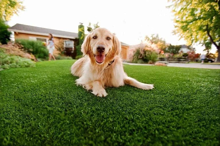 Artificial Grass and Pets